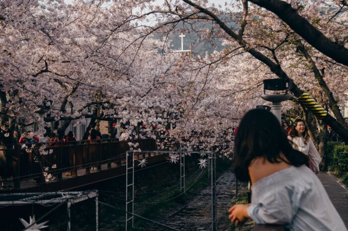 K-Series Korean Dream Blossom Tour 2026 | 6 Days Seoul Cherry Blossom Tour