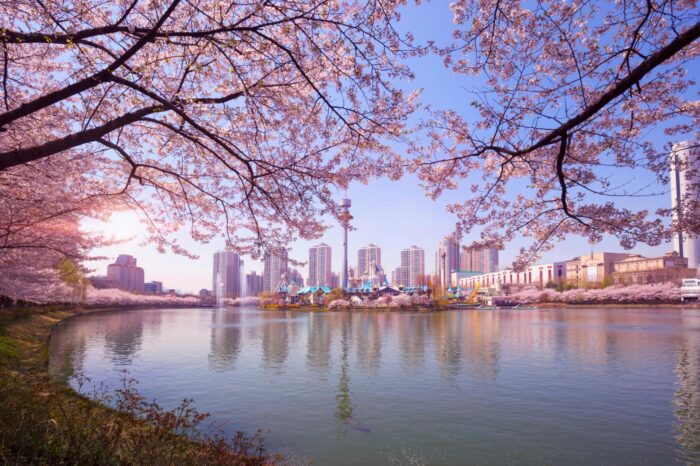 South Korea Cherry Blossom Tour 2026 | 5 Days 4 Nights Korea Group E-Visa